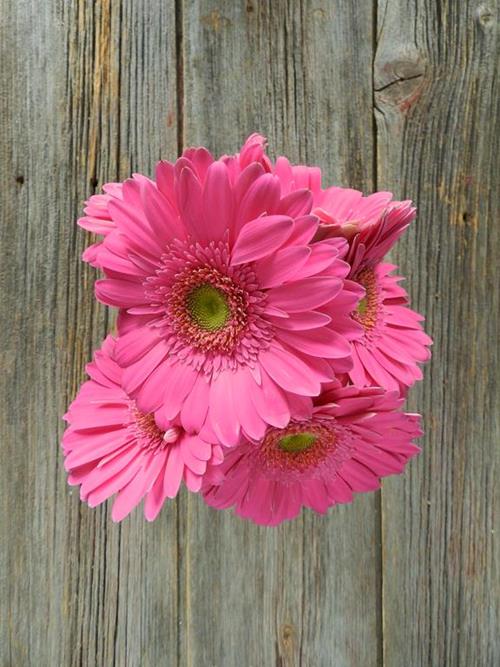 MERMAID  HOT PINK GERBERA DAISY